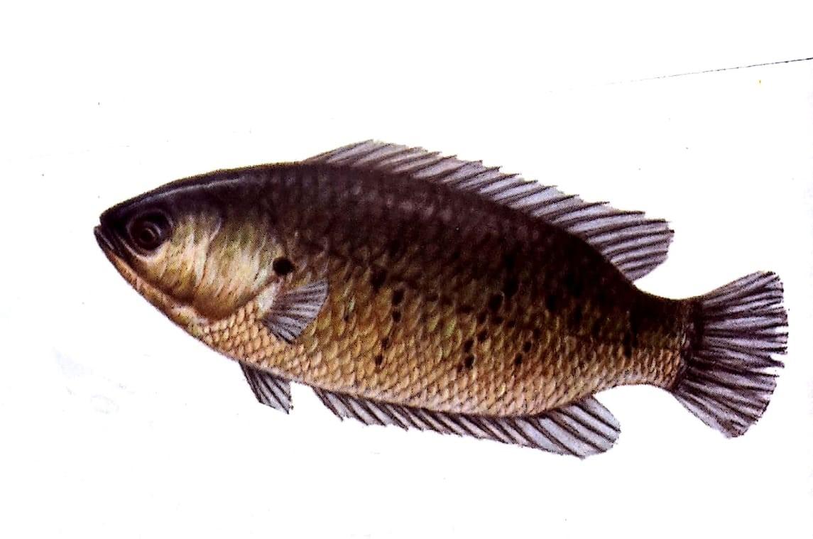Detail Gambar Lukisan Ikan Betok Nomer 2