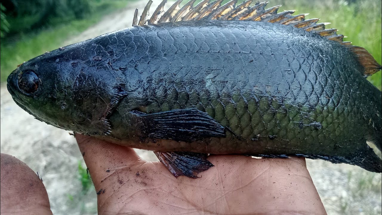 Detail Gambar Lukisan Ikan Betok Nomer 16