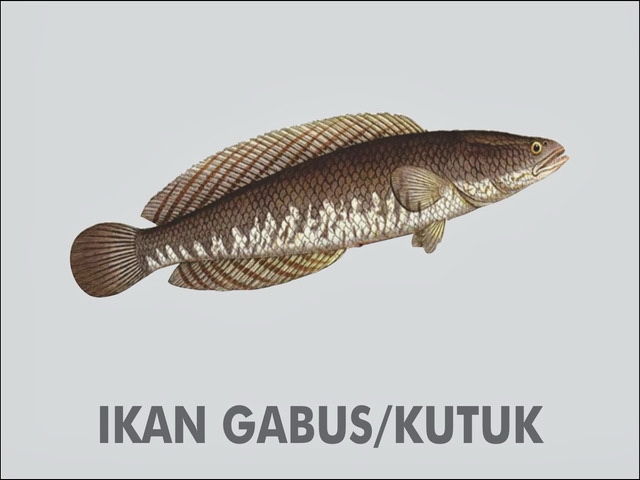 Detail Gambar Lukisan Ikan Betok Nomer 17