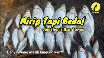 Detail Gambar Lukisan Ikan Betok Nomer 25