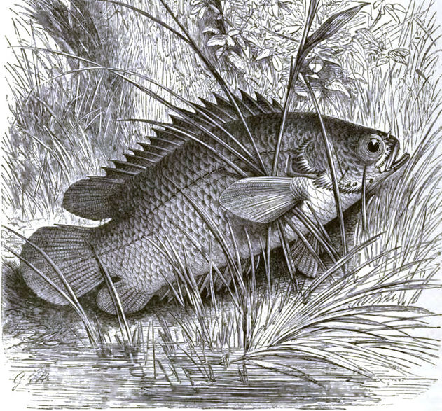 Detail Gambar Lukisan Ikan Betok Nomer 4