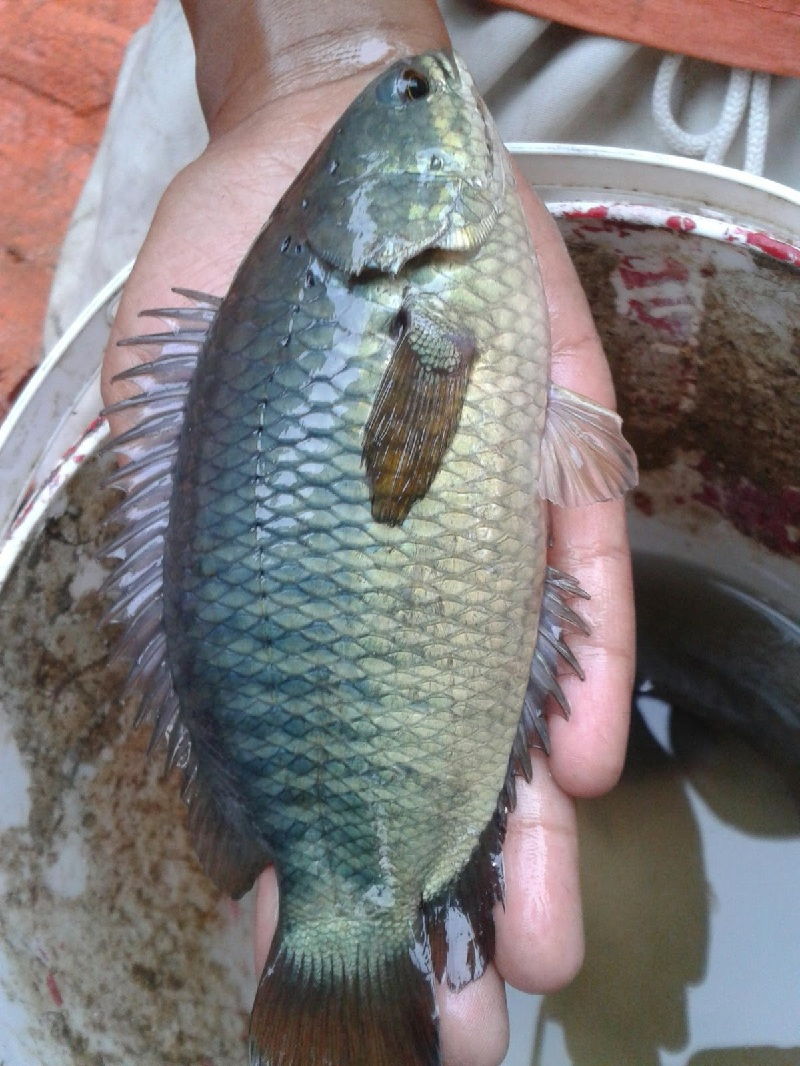 Detail Gambar Lukisan Ikan Betok Nomer 5