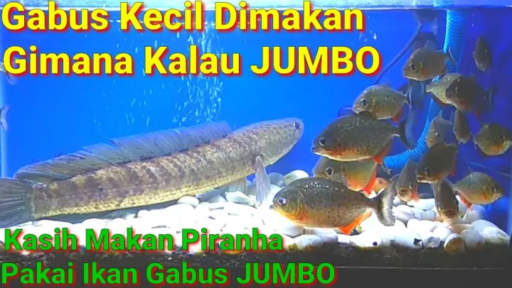 Detail Gambar Lukisan Ikan Betok Nomer 43