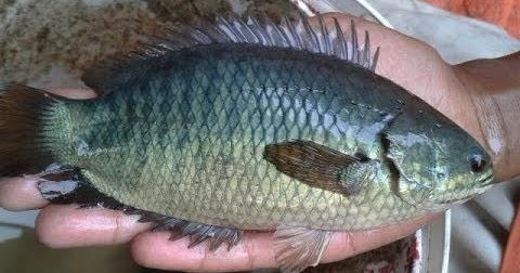 Detail Gambar Lukisan Ikan Betok Nomer 8