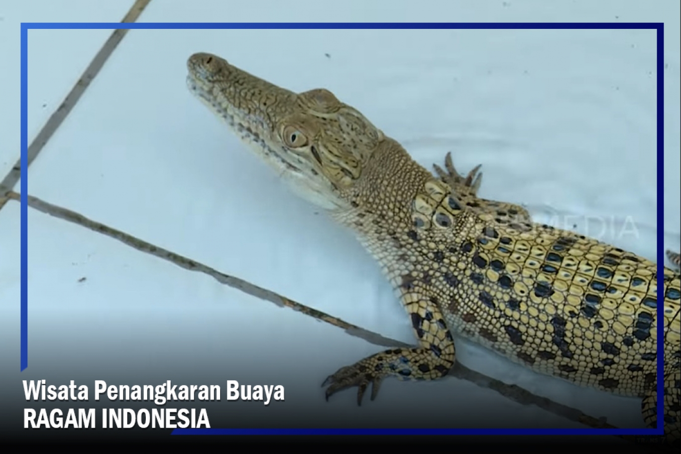 Detail Gambar Lukisan Ikan Buaya Nomer 32