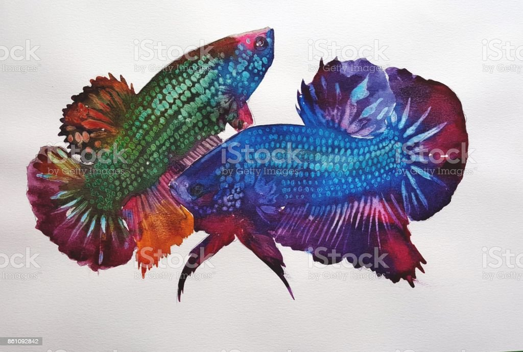 Detail Gambar Lukisan Ikan Cupang Nomer 57