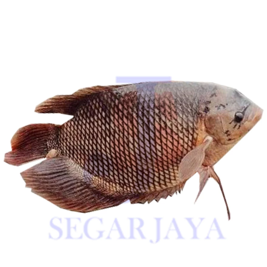 Detail Gambar Lukisan Ikan Gurame Nomer 18