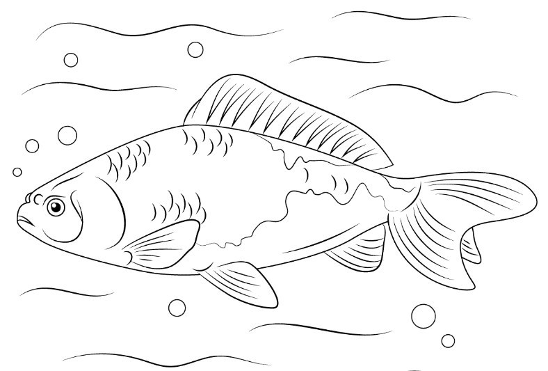 Detail Gambar Lukisan Ikan Koi Yg Mudah Ditiru Nomer 30
