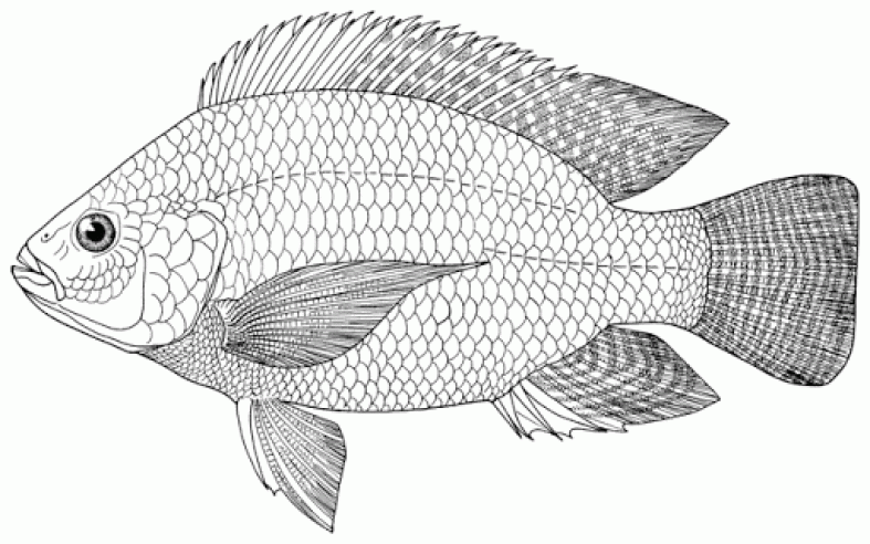 Detail Gambar Lukisan Ikan Koi Yg Mudah Ditiru Nomer 39