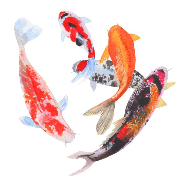Detail Gambar Lukisan Ikan Koi Yg Mudah Ditiru Nomer 45