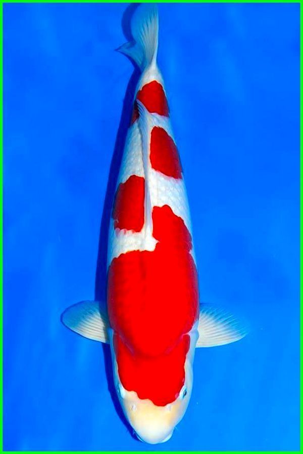 Detail Gambar Lukisan Ikan Koi Yg Mudah Ditiru Nomer 49