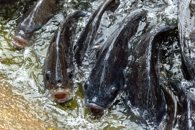 Detail Gambar Lukisan Ikan Mujair Nomer 57