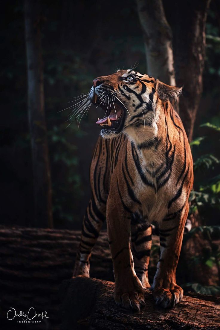 Detail Gambar Lukisan Macan Nomer 24