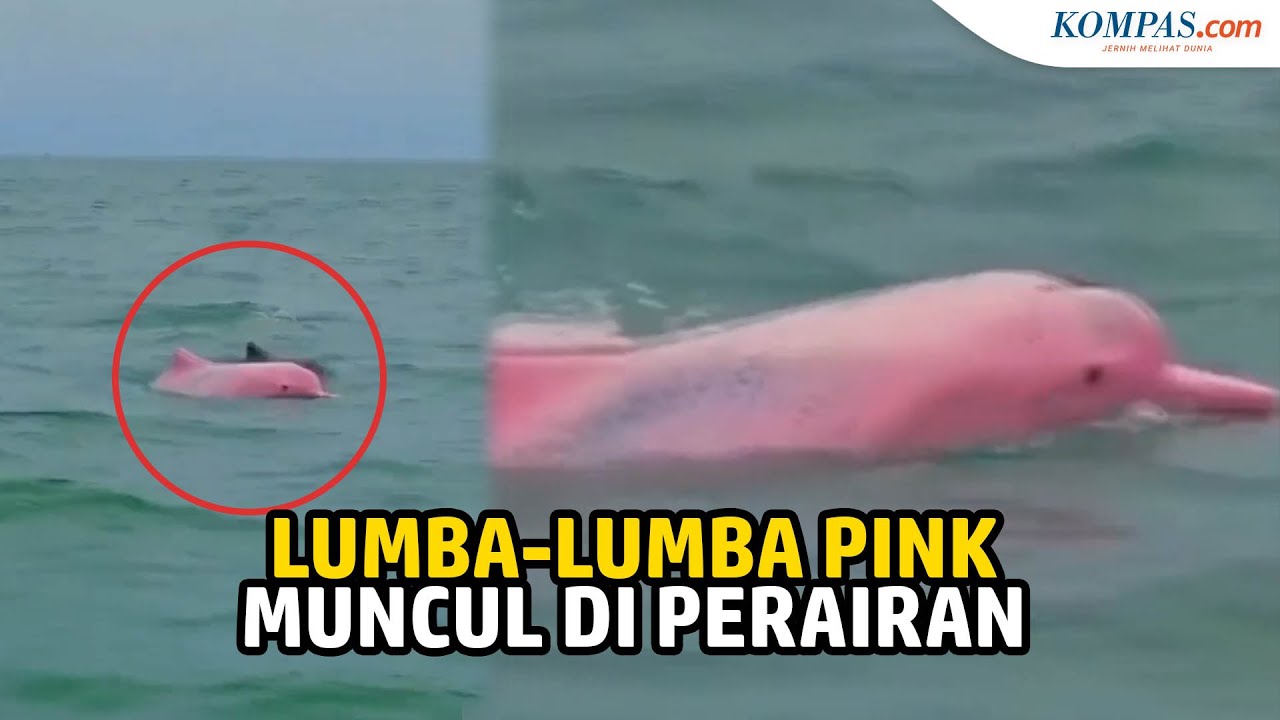 Download Gambar Lumba Lumba Pink Nomer 7