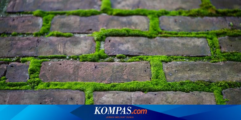 Detail Gambar Lumut Daun Nomer 27