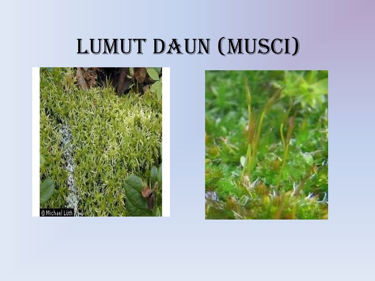 Detail Gambar Lumut Daun Nomer 29