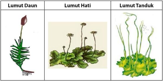 Detail Gambar Lumut Hati Dan Keterangannya Nomer 4