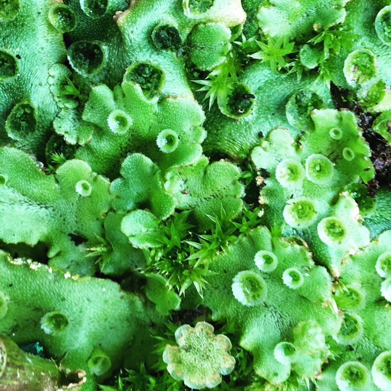 Gambar Lumut Marchantia Polymorpha - KibrisPDR