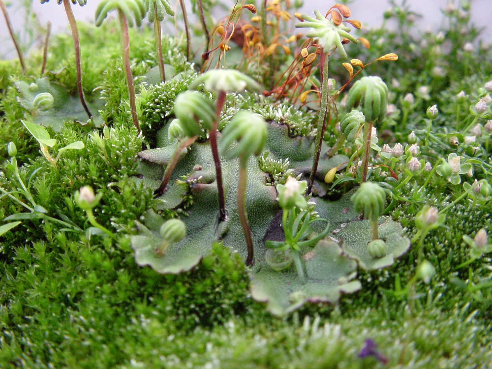 Detail Gambar Lumut Marchantia Polymorpha Nomer 10