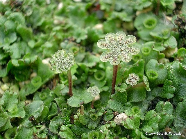 Detail Gambar Lumut Marchantia Polymorpha Nomer 11