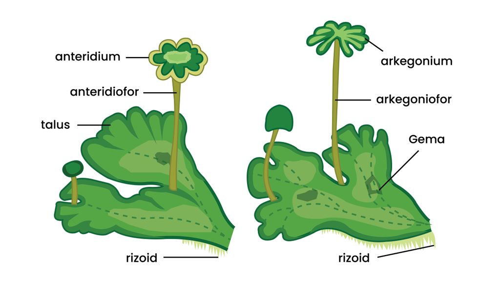 Detail Gambar Lumut Marchantia Polymorpha Nomer 12