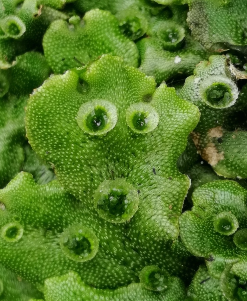 Detail Gambar Lumut Marchantia Polymorpha Nomer 13