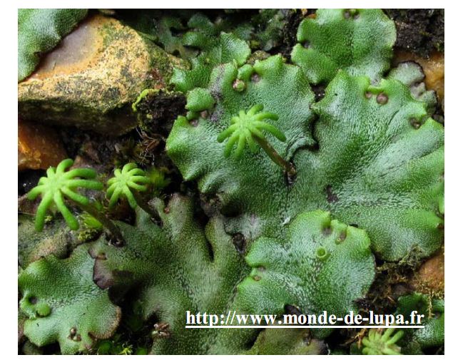 Detail Gambar Lumut Marchantia Polymorpha Nomer 14