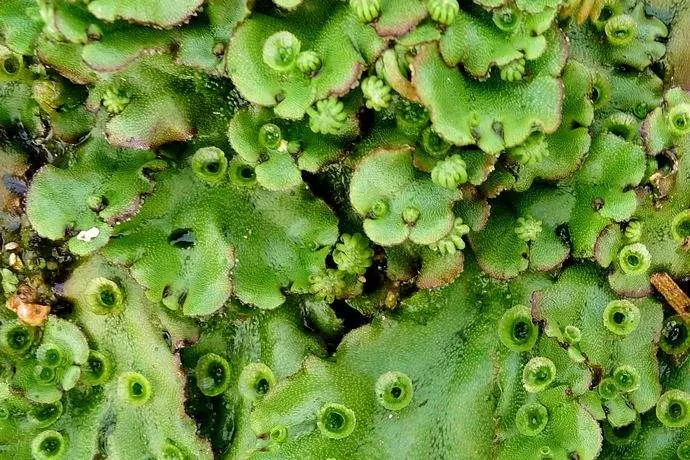 Detail Gambar Lumut Marchantia Polymorpha Nomer 15
