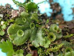 Detail Gambar Lumut Marchantia Polymorpha Nomer 16