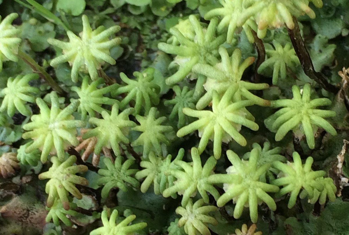 Detail Gambar Lumut Marchantia Polymorpha Nomer 17
