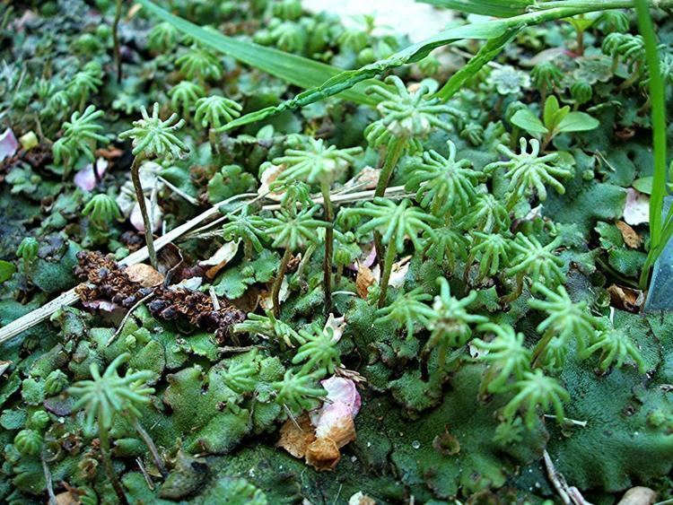 Detail Gambar Lumut Marchantia Polymorpha Nomer 3