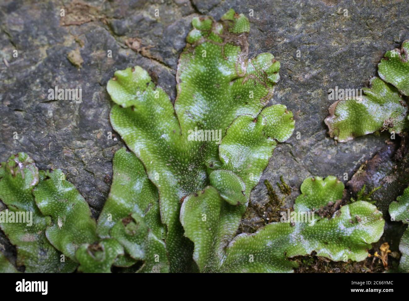 Detail Gambar Lumut Marchantia Polymorpha Nomer 18
