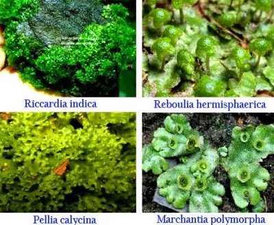Detail Gambar Lumut Marchantia Polymorpha Nomer 20