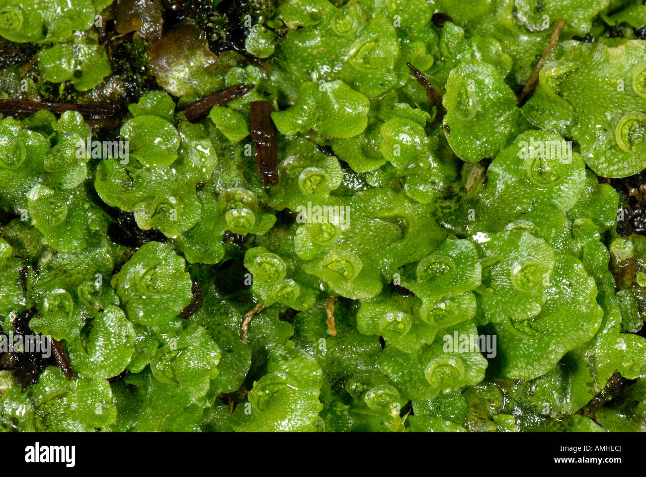 Detail Gambar Lumut Marchantia Polymorpha Nomer 21