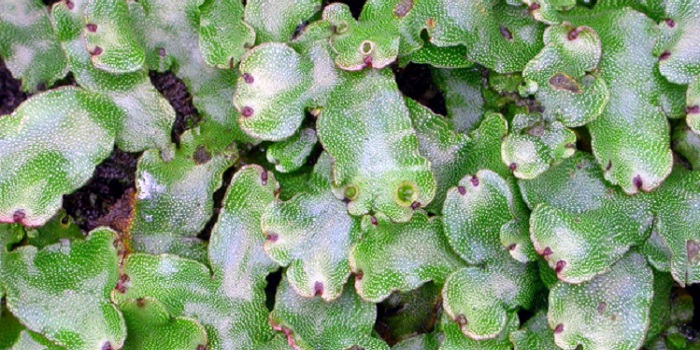 Detail Gambar Lumut Marchantia Polymorpha Nomer 23