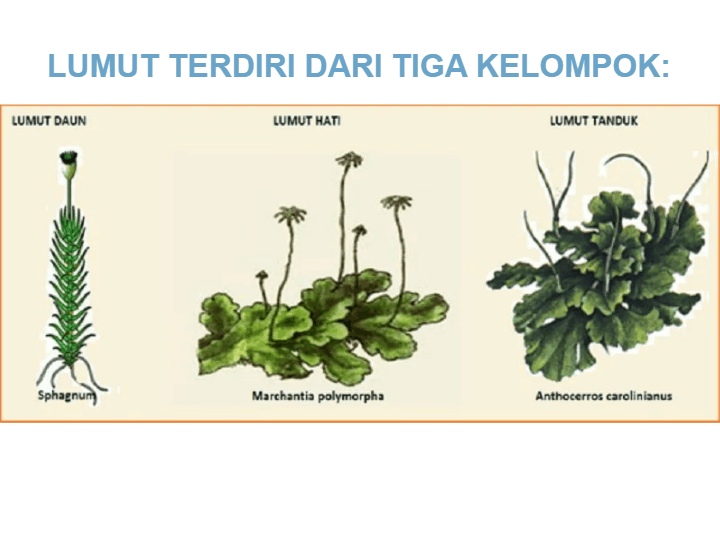 Detail Gambar Lumut Marchantia Polymorpha Nomer 24