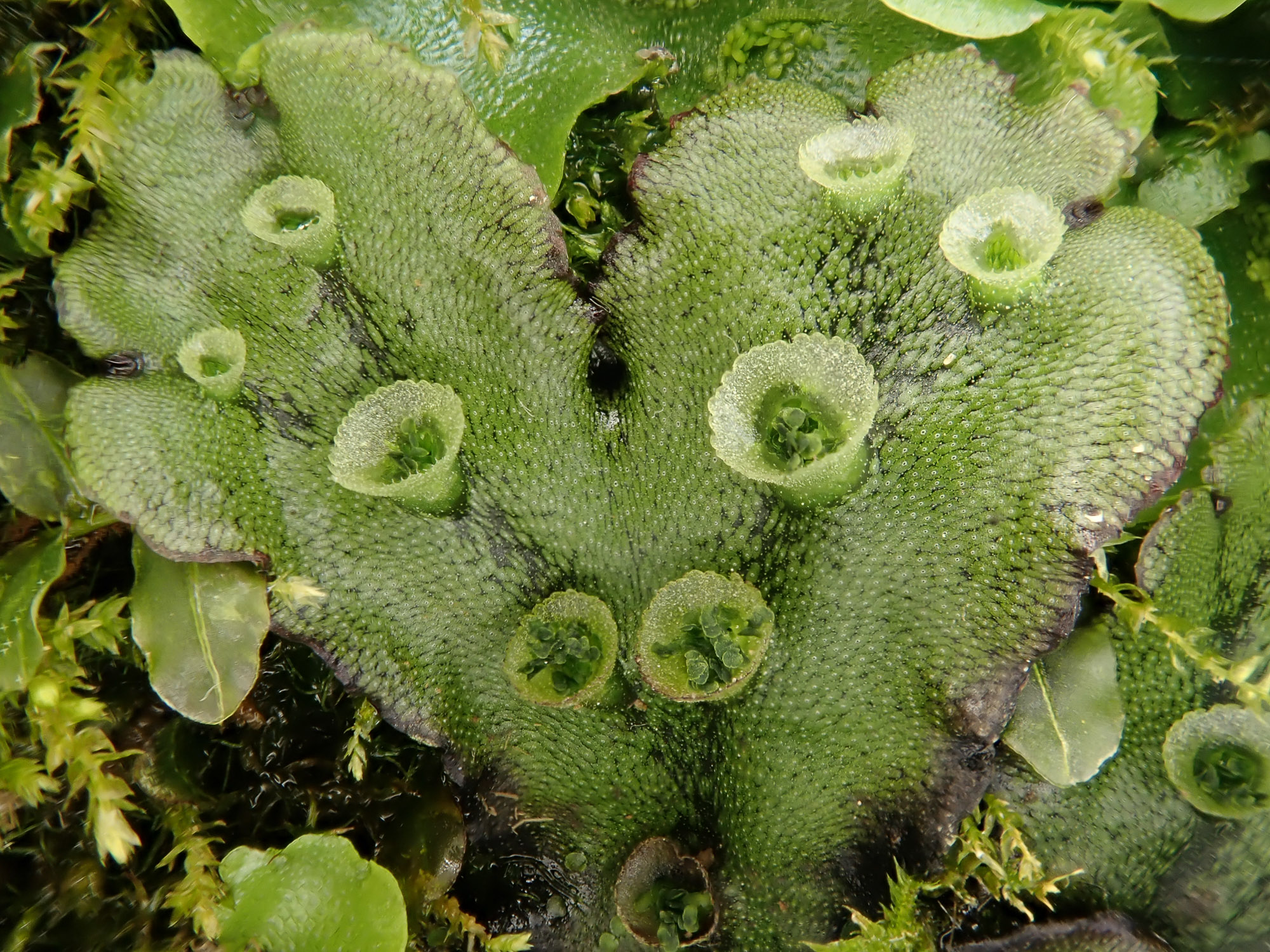 Detail Gambar Lumut Marchantia Polymorpha Nomer 26