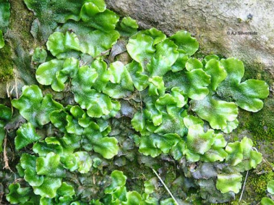 Detail Gambar Lumut Marchantia Polymorpha Nomer 27
