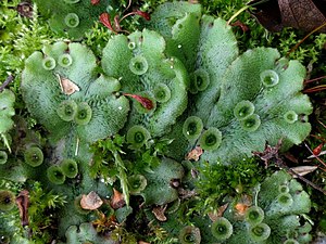 Detail Gambar Lumut Marchantia Polymorpha Nomer 4