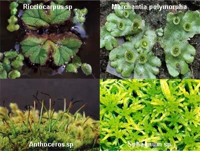 Detail Gambar Lumut Marchantia Polymorpha Nomer 28