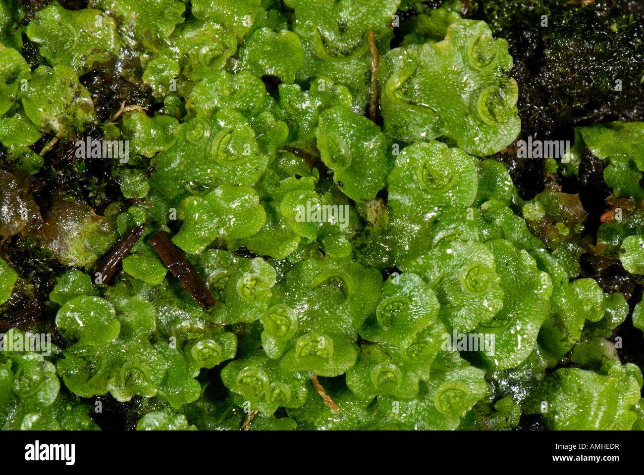 Detail Gambar Lumut Marchantia Polymorpha Nomer 29