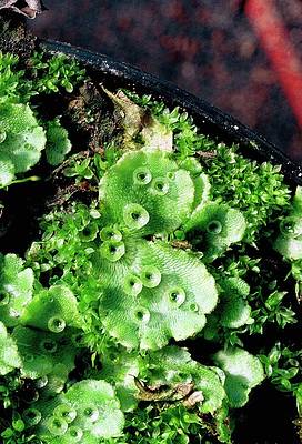 Detail Gambar Lumut Marchantia Polymorpha Nomer 30