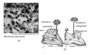 Detail Gambar Lumut Marchantia Polymorpha Nomer 31