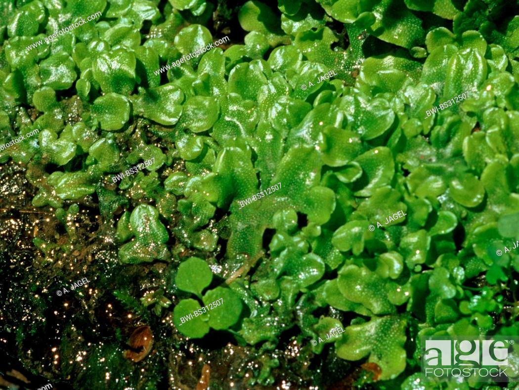 Detail Gambar Lumut Marchantia Polymorpha Nomer 32