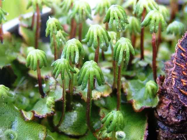 Detail Gambar Lumut Marchantia Polymorpha Nomer 33