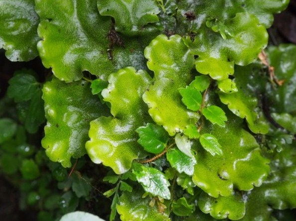 Detail Gambar Lumut Marchantia Polymorpha Nomer 34