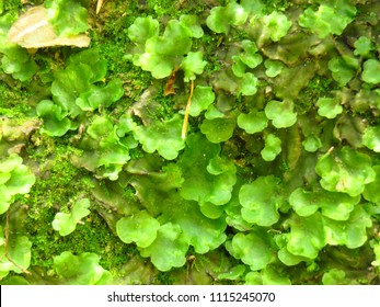 Detail Gambar Lumut Marchantia Polymorpha Nomer 36