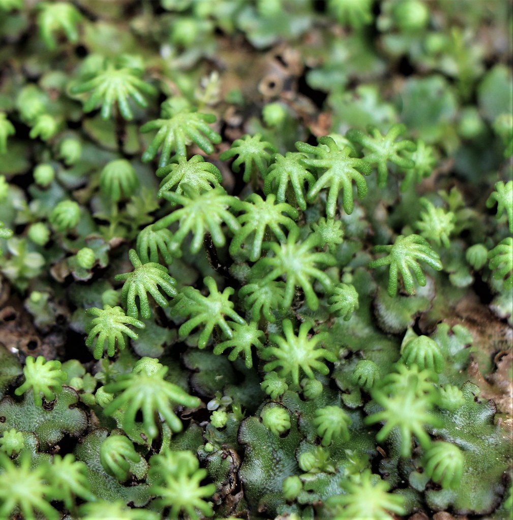 Detail Gambar Lumut Marchantia Polymorpha Nomer 37