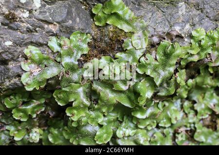 Detail Gambar Lumut Marchantia Polymorpha Nomer 38