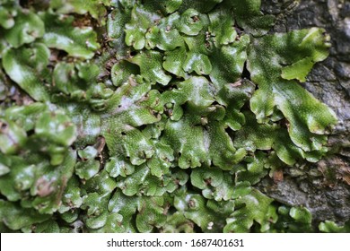 Detail Gambar Lumut Marchantia Polymorpha Nomer 39